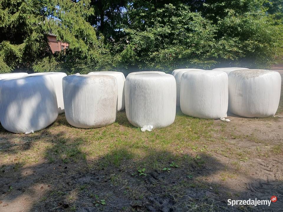 Sianokiszonka świeża czerwiec 2026 Mistów sprzedam