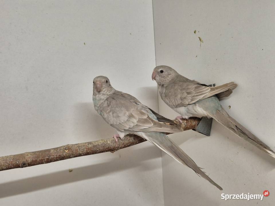 Świergotka Seledynowa Świergotki Seledynowe Buków