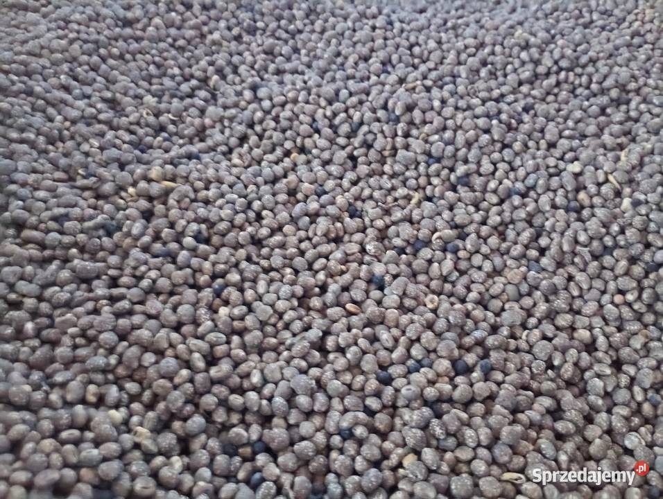 Łubin wąskolistny gorzki ekologiczny lubelskie Brzostówka