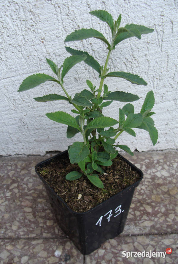 BUDLEJA WEYERIANA SUNGOLD sadzonki w doniczkach Pozostałe