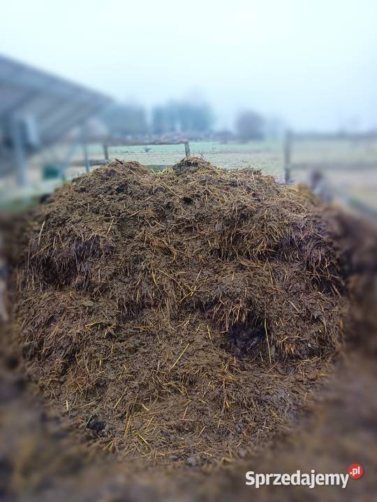 Obornik koński lubelskie