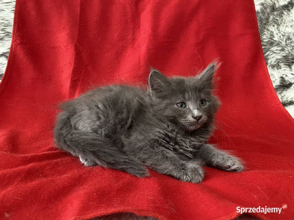 Kocięta Norweskie Leśne mazowieckie Warszawa