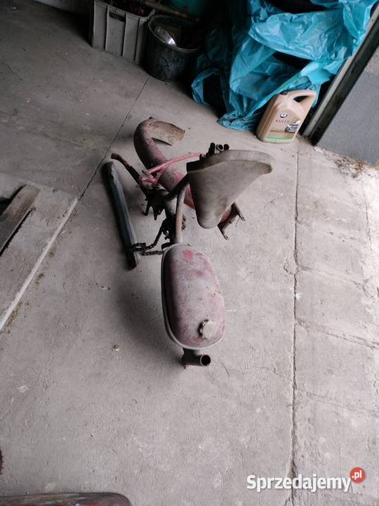 Komar sztywniak Komar opolskie Strzelce Opolskie