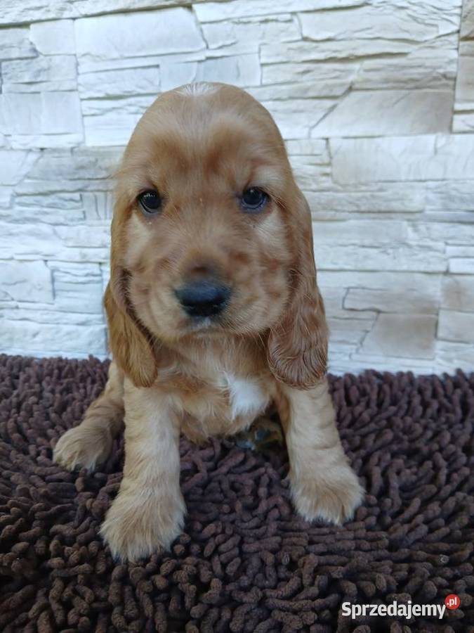Śliczne Szczenięta Cocker Spaniel Angielski Cocker Spaniel Sieradz