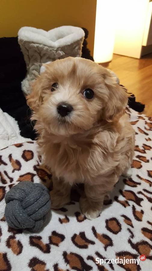 MALTIPOO na gwiazdkę Zwierzęta Lublin
