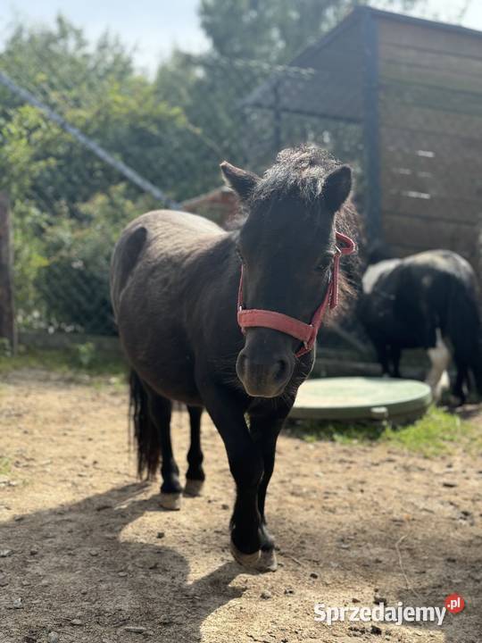 Kuc szetlandzki ogier małopolskie Kraków