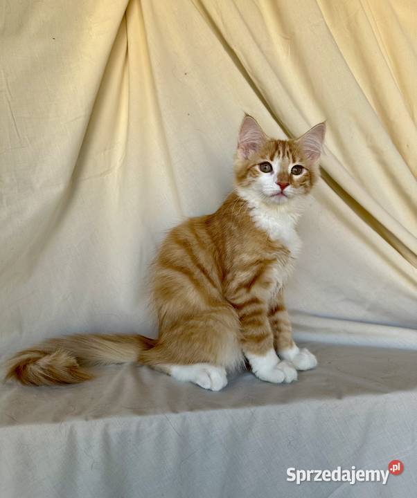 Norweskie kocięta Leśne Ostrołęka