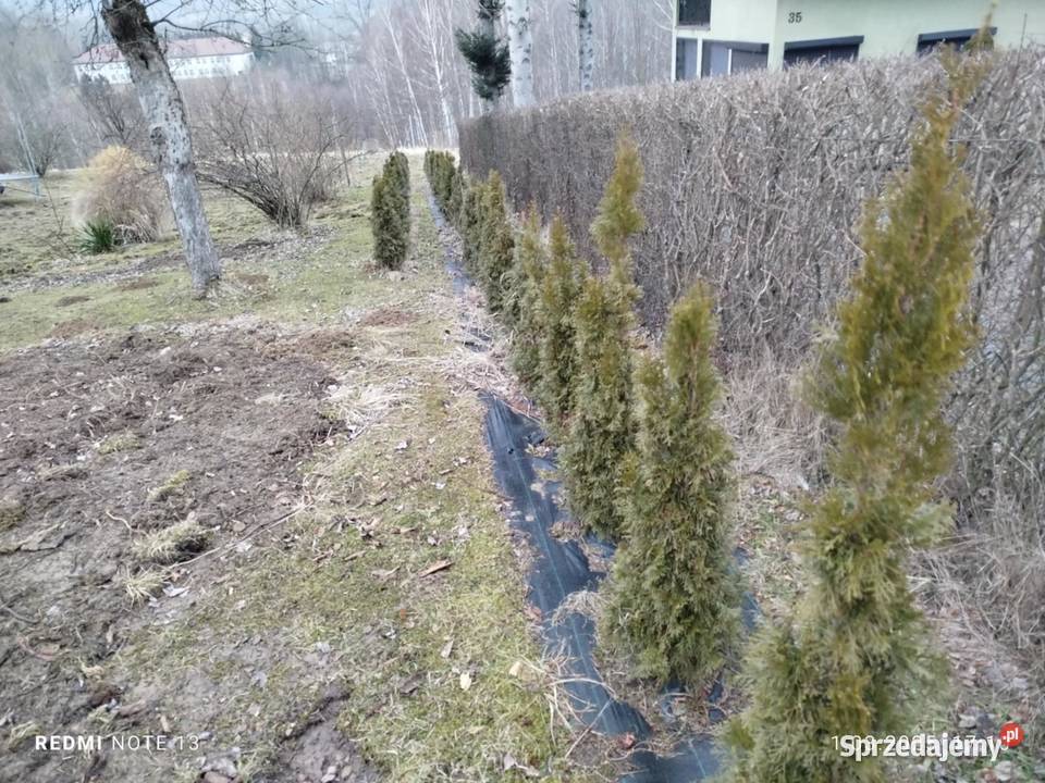 Tuje szmaragd 100 do 150 Sieklówka