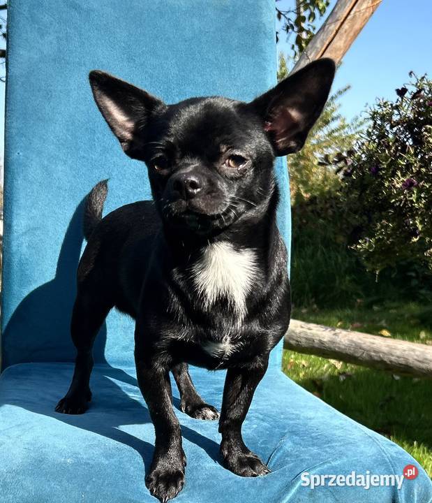 Chihuahua maleńki chłopczyk ZkwP Raczyce