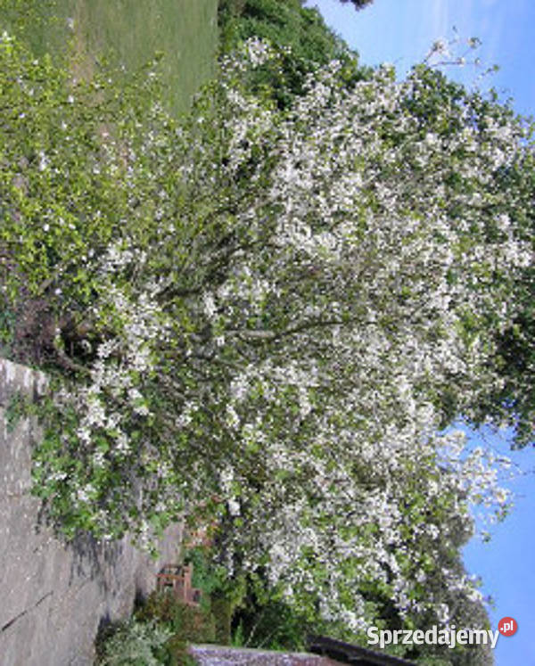 JUDASZOWIEC ALBIDA sadzonki w doniczkach