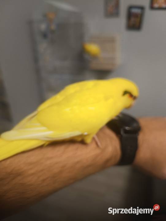 Modrolotki Kozy Dąbrowa Górnicza