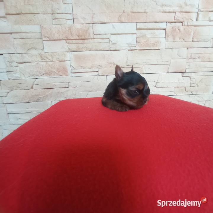 Yorkshire terrier Uroczy maleńki piesek
