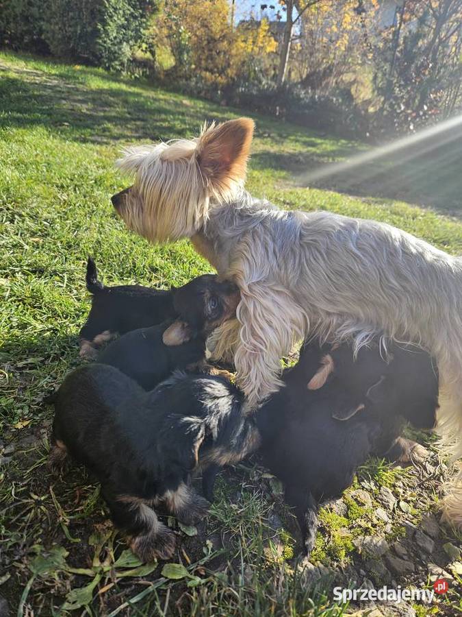 Piesek york małopolskie Krościenko nad Dunajcem
