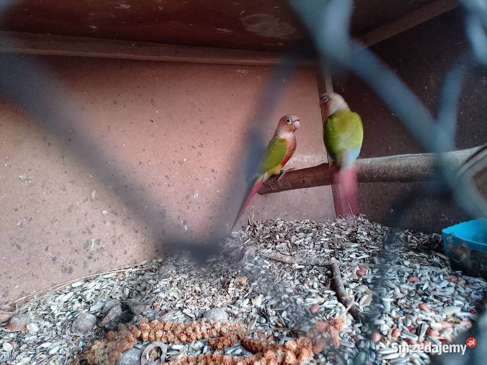 rudosterki pinaple sprzedam Siepraw