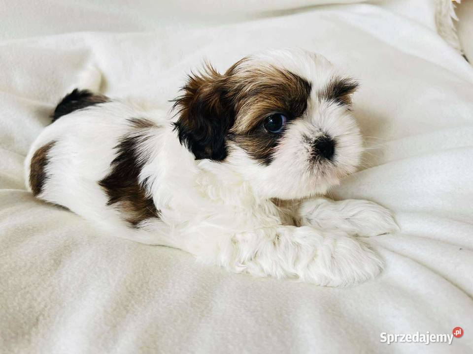 Śliczne szczenięta shih Tzu Shih Tzu Kaszów