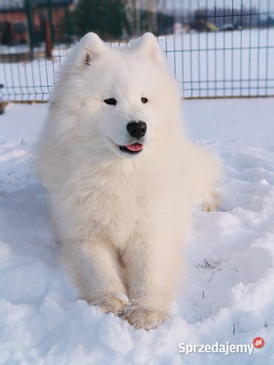 Samoyed piesek 11 miesięcy Olszówka