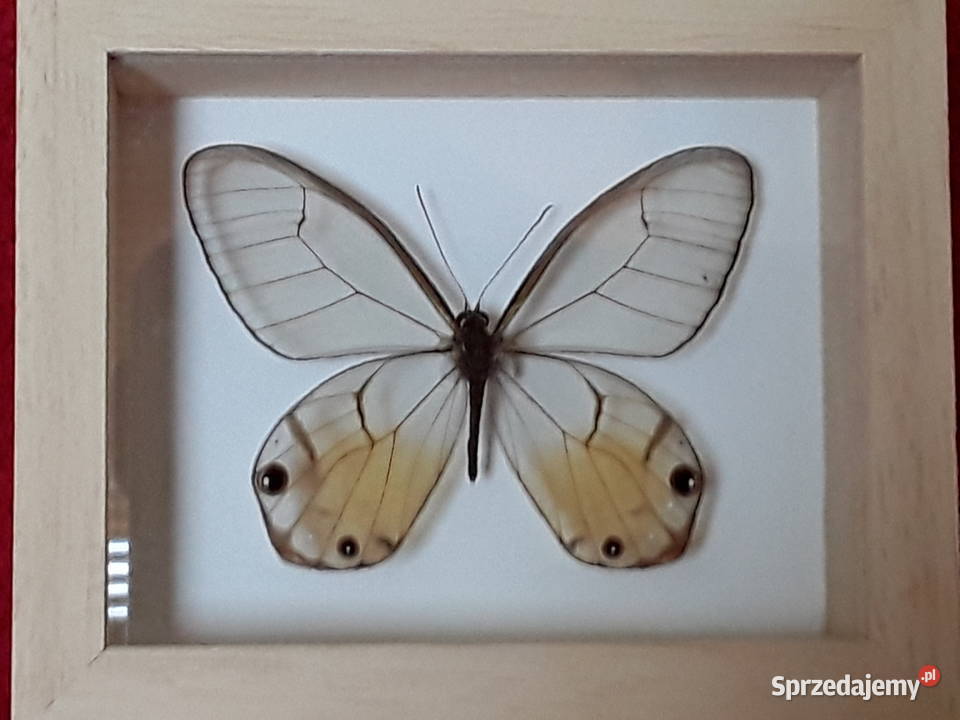 Motyl w ramce 12x10 Haetera piera ssp 70 mm Pozostałe Szczecin sprzedam