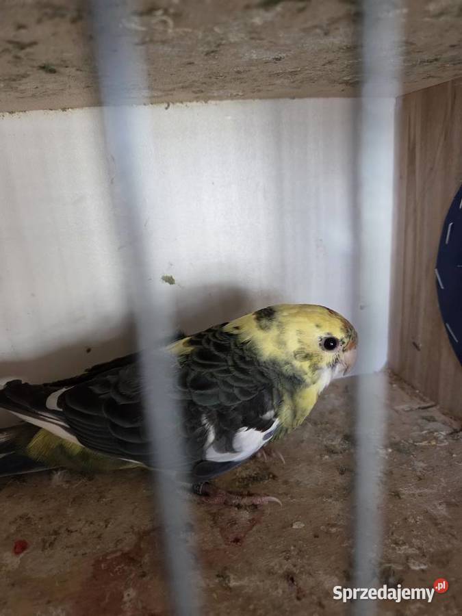 Rozelle wielkopolskie Szymanowice