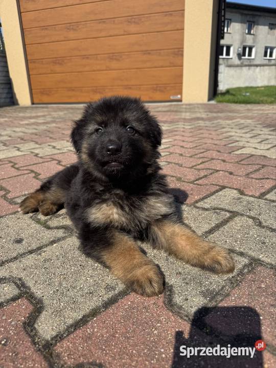 owczarek niemiecki długowłosy suka