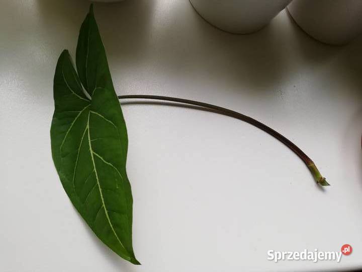 Zroślicha syngonium Arrow wąskie liście Zielone Szczecin