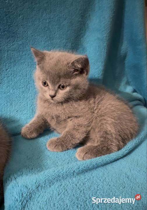 Kotka brytyjska niebieska sprzedam