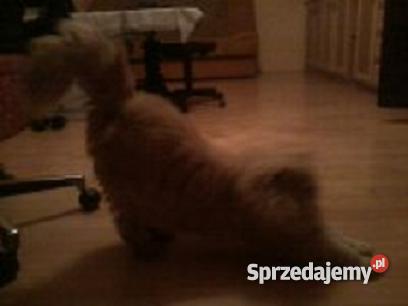 KOT PERSKI kremowy Brusy
