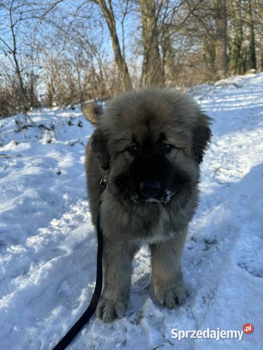 Sprzedam piękną suczkę owczarek zachodniopomorskie Pyrzyce