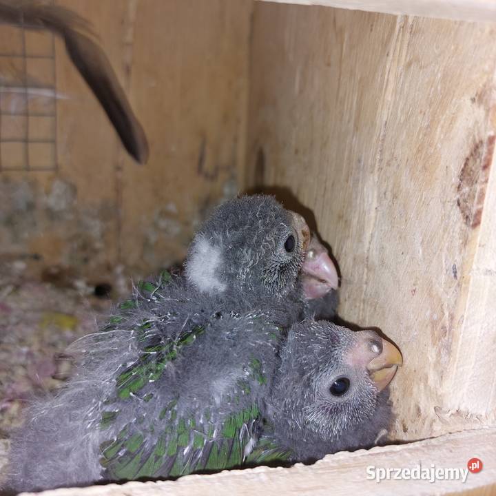 Sprzedam papugi dolnośląskie Serby