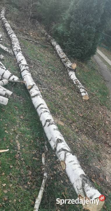 Drewno opałowe tartaczne brzoza Woźniki