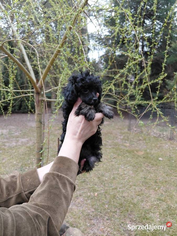 Pudel toy suczka phantom Wyszków