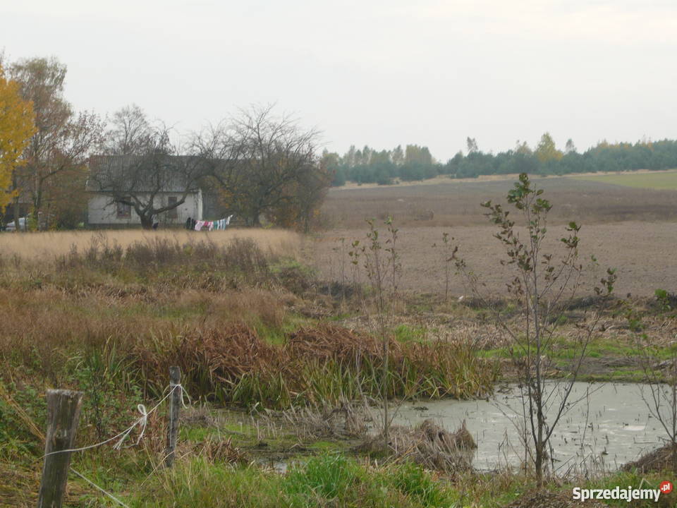 Siedlisko między Szydłowcem a Orońskiem Domy Świniów