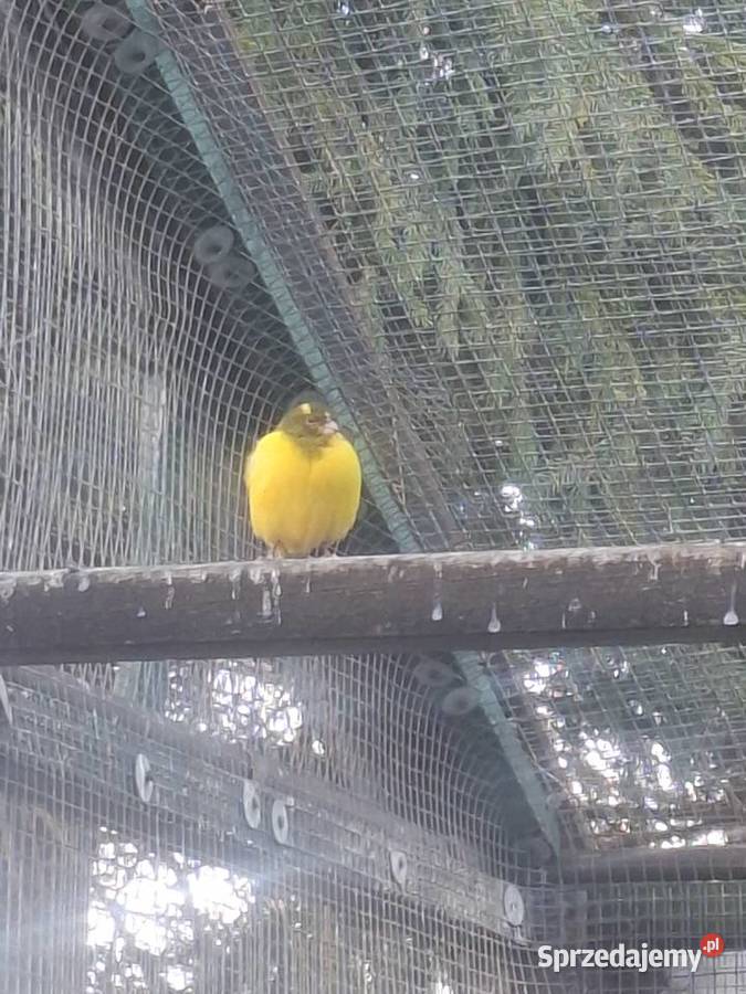 Kanarki samice śląskie Rydułtowy