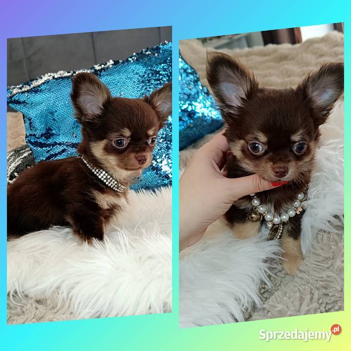 Chihuahua suczka czekoladowa długowłosa piękna Warszawa