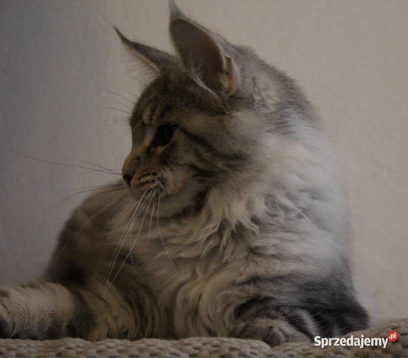 Srebrzysta koteczka maine coon