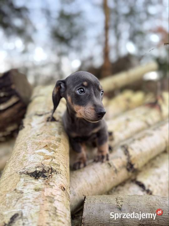 Piękna sunia Jamnik Miniaturowy isabelle z mazowieckie Warszawa