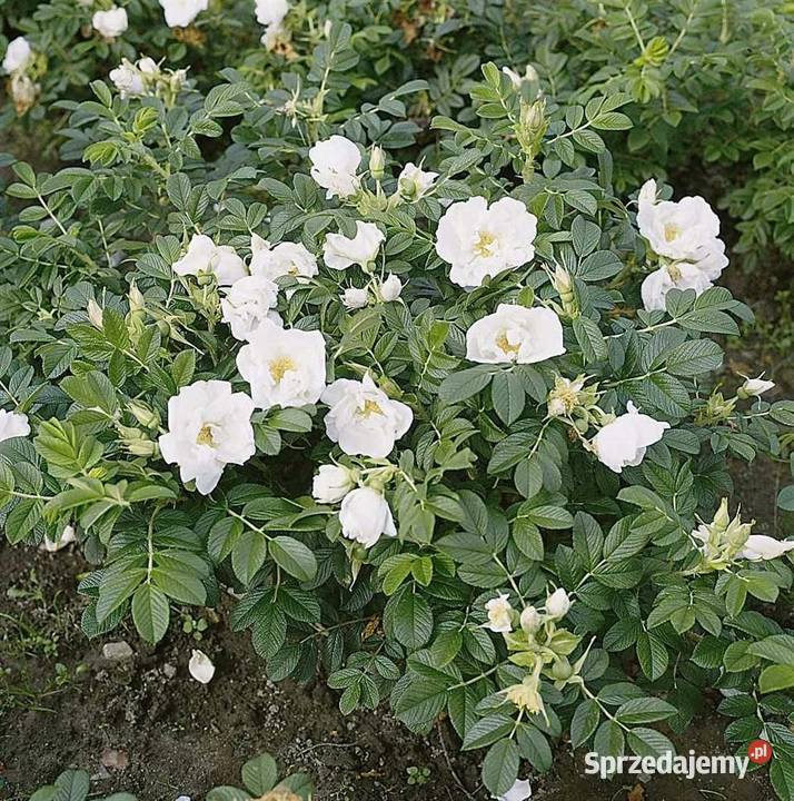 C2 RÓŻA POMARSZCZONA BIAŁA ROSA RUGOSA ALBA Miedźna sprzedam