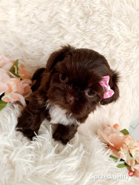 Czekoladowa suczka rasy ShihTzu Namysłów