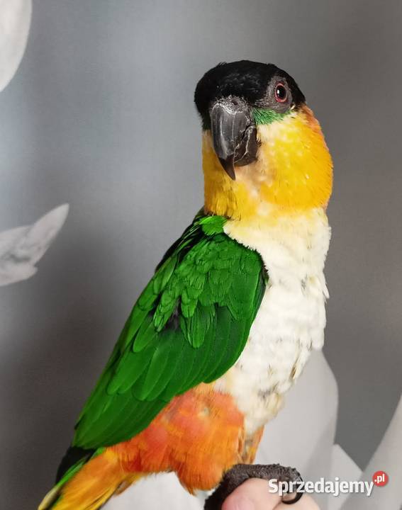 Barwinki bialobrzuche dwa samce klatka zabawki pomorskie