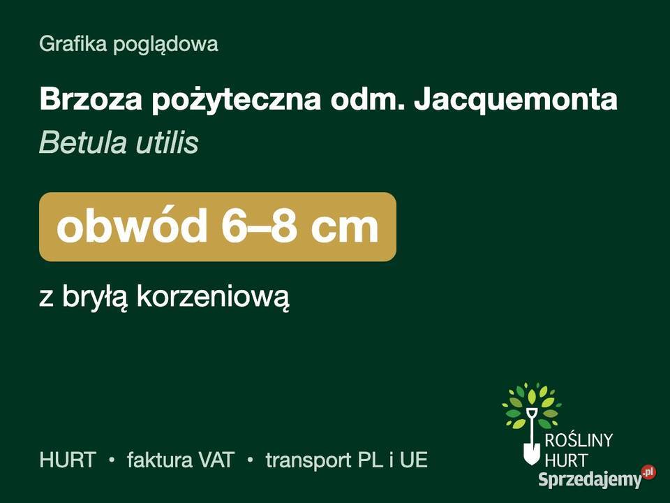 Brzoza pożyteczna odm Jacquemonta obwód 68 z Liściaste