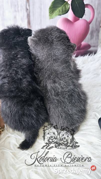 Pomeranian Szpic Miniaturowy piesek BlueWhite Sędziejowice sprzedam
