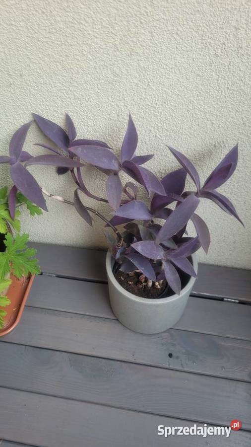 kwiatki doniczkowe Łódź