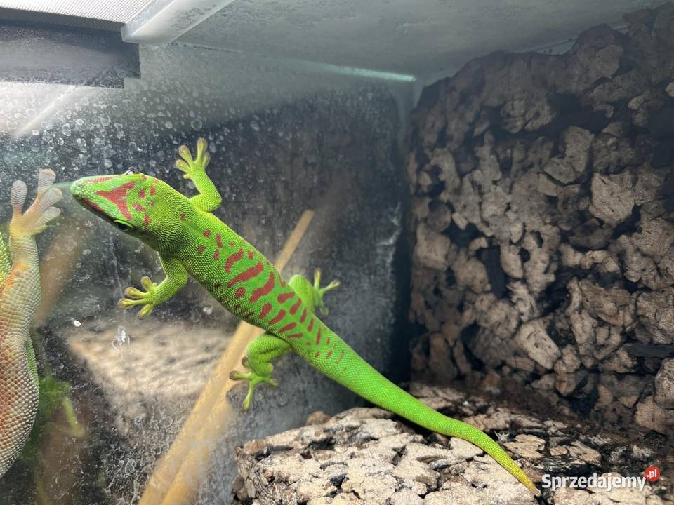 Felesumy Madagaskarskie Gady i płazy Radom