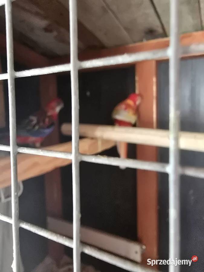Piękne rozelle białolice Pakosław