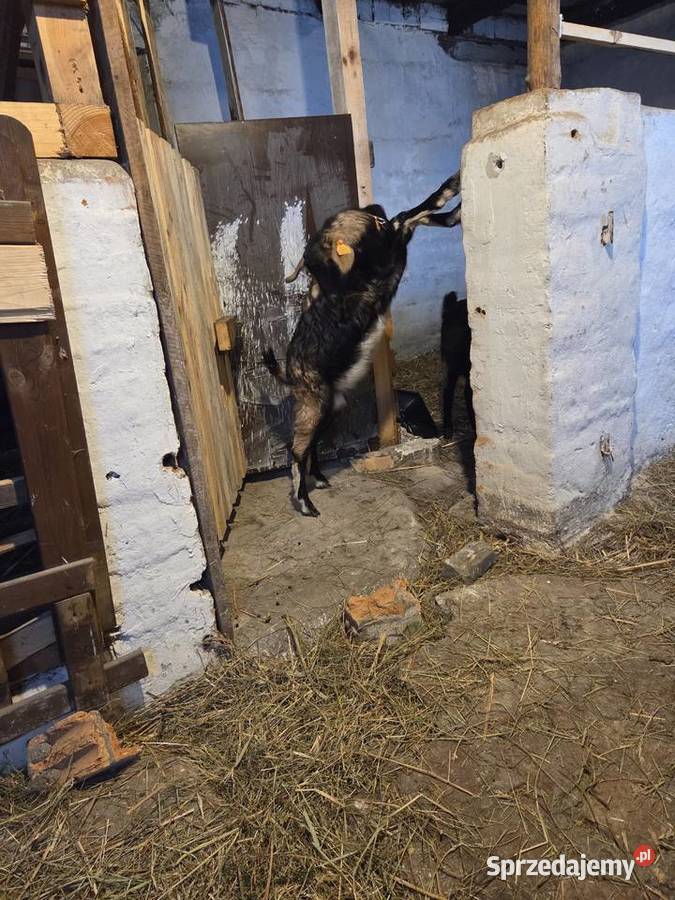 Sprzedam Gorzów Wielkopolski