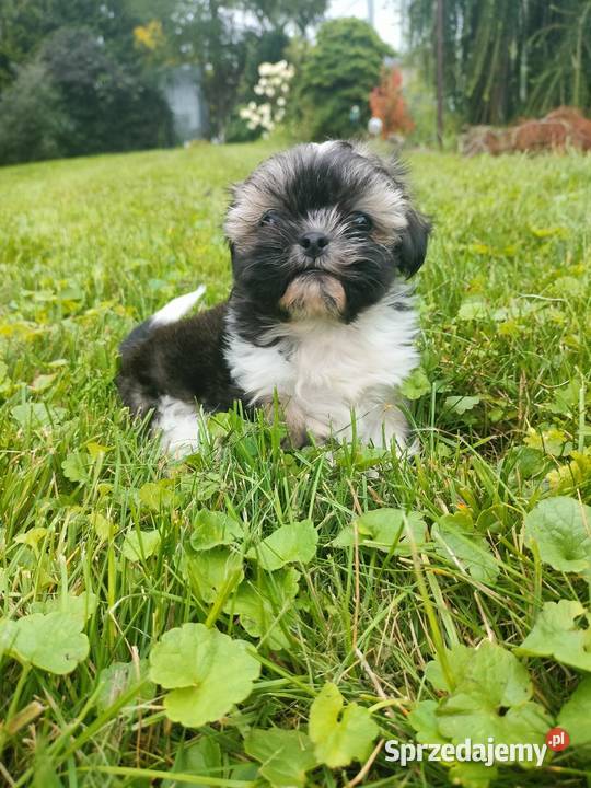Suczka shih tzu gotowa do zamiany domu kujawsko-pomorskie Łążyn