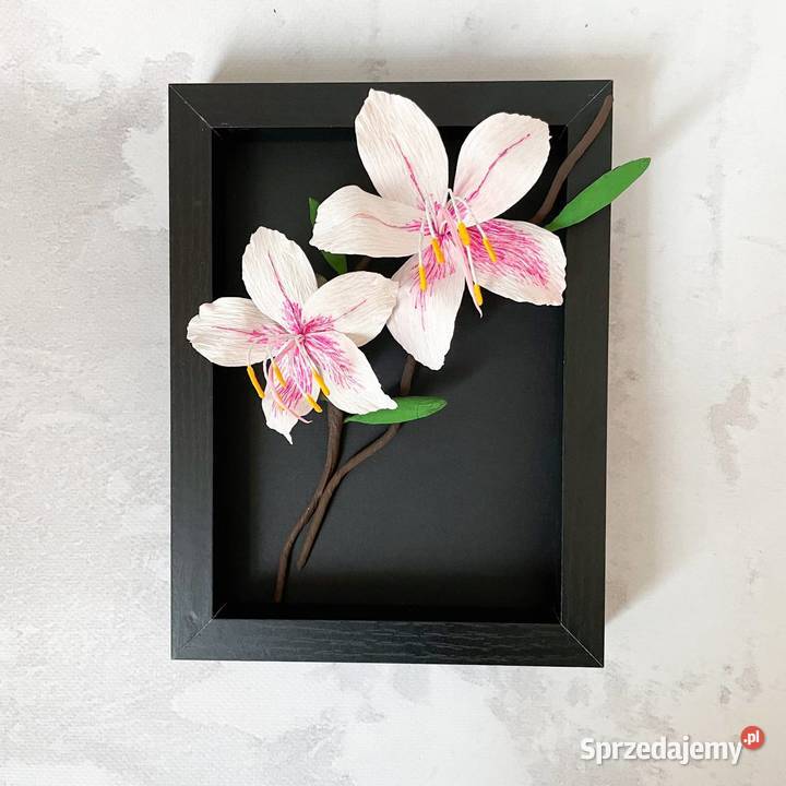 Bauhinia kwiaty w ramce Zielona Góra