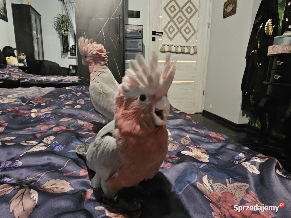 Kakadu różowe recznie wykarmiona