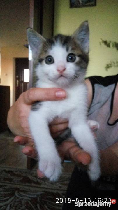 Oddam Pół rasowe kocięta Ragdoll lubelskie Chełm