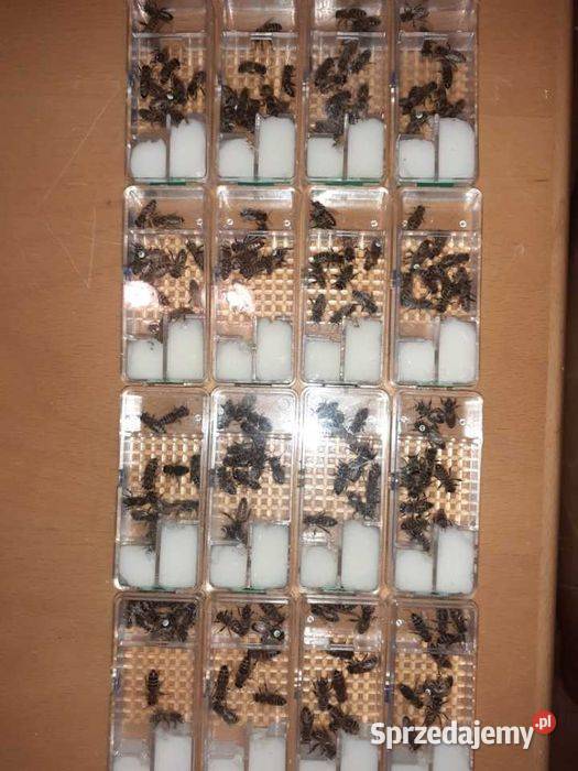 Matki pszczele jednodniowe duży wybór Rzeszów sprzedam