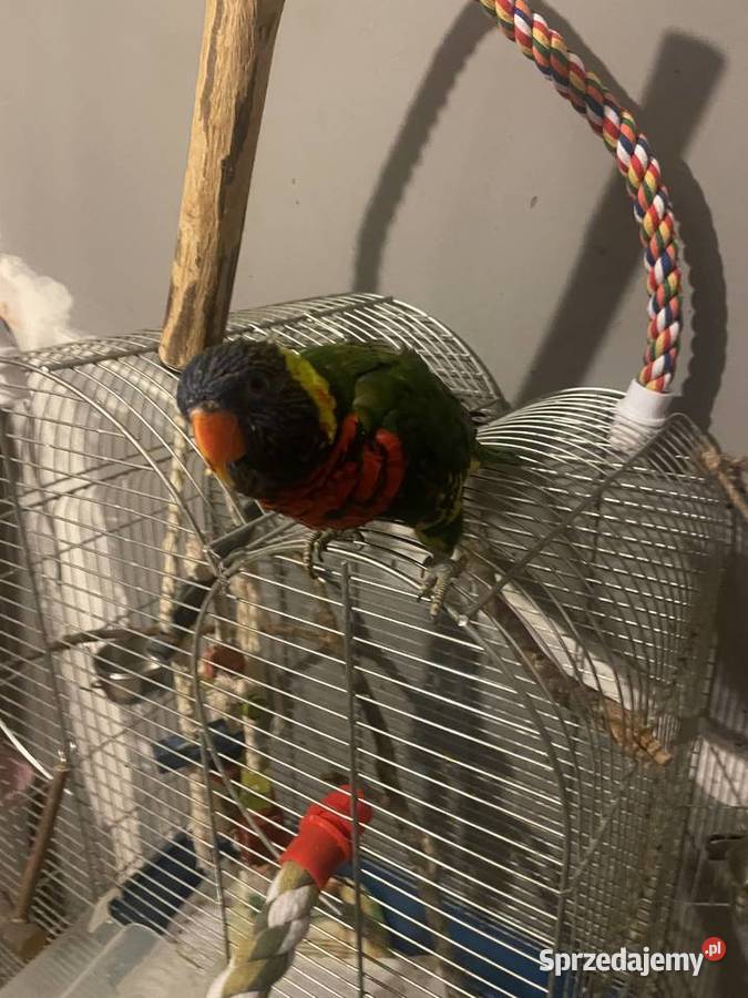 Lorysa górska Wieliczka